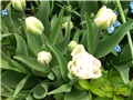 dupli tulipan Angelique lat. Tulip double late